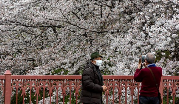 Dù những cây anh đào ở Kyoto bắt đầu ra hoa vào tháng 3, nhưng thời gian hoa bung nở rực rỡ thường rơi vào ngày 17/4. Theo các nhà khoa học, đây là một dấu hiệu không hề tốt của thiên nhiên.