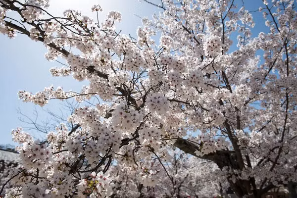 Hoa anh đào là loại cây thân gỗ và sống lâu năm. Thân cây màu nâu, phân nhiều cành nhiều nhánh, chúng có đặc điểm giòn nên dễ gãy. Kích thước cây khá lớn, có thể đạt chiều cao khoảng từ 5 – 25m. Lá cây màu xanh đậm, hình bầu dục và có răng cưa xung quanh rìa lá.