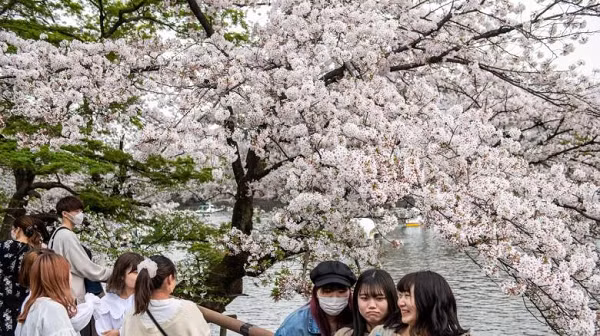 Từ thập niên 1830, dữ liệu cho thấy, cây anh đào núi Nhật Bản bắt đầu ra hoa ngày càng sớm hơn. Từ năm 1971 đến 2000, loài cây này bắt đầu nở sớm hơn một tuần so với thời gian trung bình trước đây ở Kyoto.