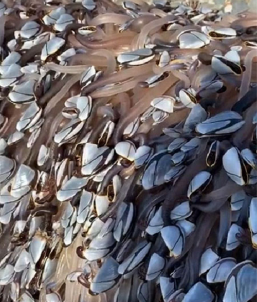 Những sinh vật kỳ quái trên bãi biển này có tên khoa học Gooseneck Barnacles hay còn gọi là ốc cổ ngỗng, hà ngỗng.