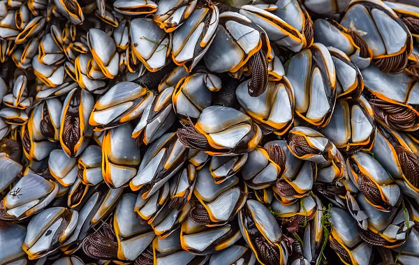 Con vật này tiết ra loại chất dính rất chắc. Loại chất dính này thậm chí còn được con người ứng dụng để chế tạo loại keo dính để dán kim loại hay vá tàu thuyền bị thủng. Trong y học, chất dính của con hà ngỗng còn được sử dụng làm băng giấy cầm máu, bịt miệng vết thương và vết mổ.