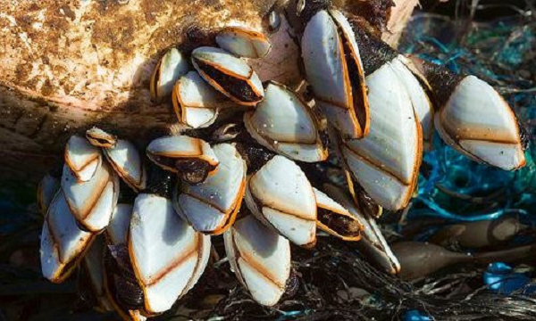 Để có thể bắt những con hà ngỗng, ngư dân phải leo xuống từ vách đá cao chừng 100 m với sợi dây thừng và chiếc đục.