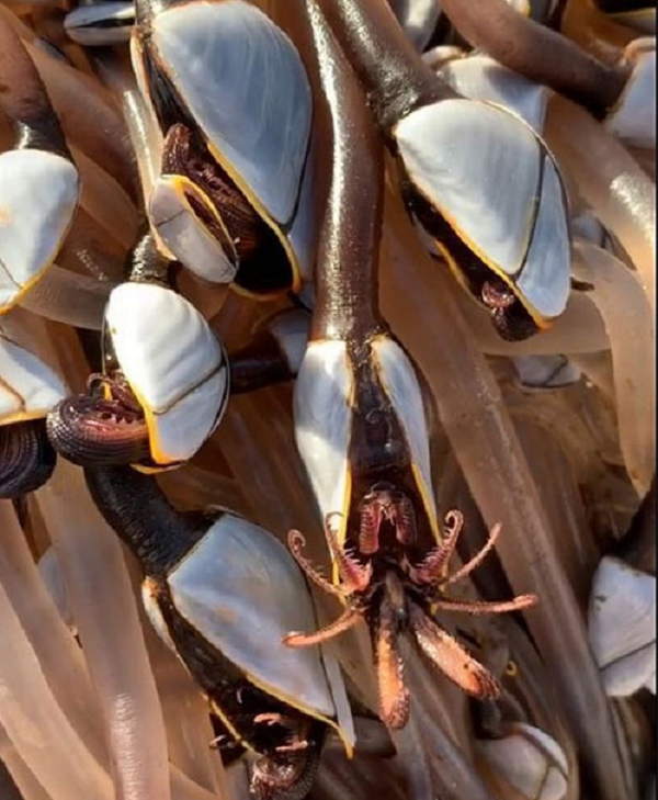 Những sinh vật này được xem như đặc sản quý hiếm và là món ngon ở các nước vùng Địa Trung Hải như Bồ Đào Nha và Tây Ban Nha.