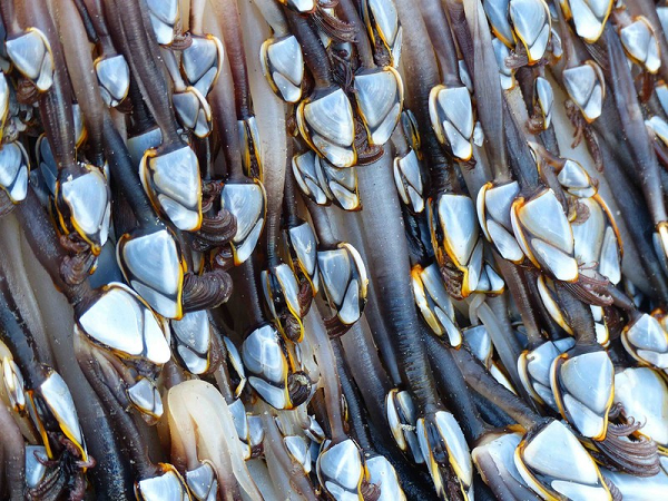 Do được ưa chuộng và có giá thành cao, nên ngư dân ở dọc bờ biển nơi hà ngỗng sinh sống khai thác chúng triệt đề, dù việc đánh bắt gặp nhiều khó khăn.