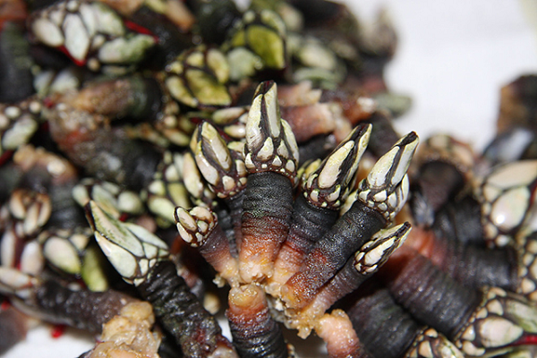 Con hà ngỗng là loài động vật chân khớp nhưng có thân mềm. Chúng kiếm ăn dựa vào sự lên xuống của thủy triều.