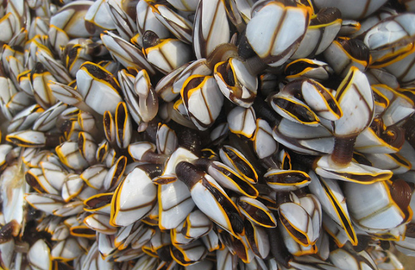 Tuy có hình dáng không mấy bắt mắt, được ví như “ngón tay của quỷ” hay “ngón tay thần chết”, nhưng hà ngỗng có vị ngon lạ.