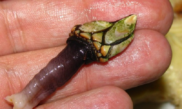 Gạt bỏ vẻ bề ngoài kỳ quặc như những ngón tay đen dài để tập trung vào phần thịt bên dưới móng vuốt, thực khách sẽ thấy thịt hà ngỗng mềm và ngọt, có phần hao hao giống tôm hùm hay cua hoàng đế.