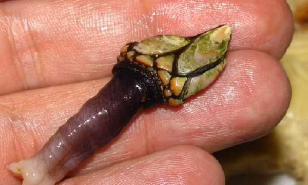 Gạt bỏ vẻ bề ngoài kỳ quặc như những ngón tay đen dài để tập trung vào phần thịt bên dưới móng vuốt, thực khách sẽ thấy thịt hà ngỗng mềm và ngọt, có phần hao hao giống tôm hùm hay cua hoàng đế.