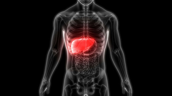 Thiếu nội tạng để cứu người đang là nỗi lo của toàn nhân loại. Tuy nhiên, trong một tương lai không xa, nỗi lo ấy sẽ hoàn toàn biến mất nhờ những thành công của khoa học. Các nhà nghiên cứu tại Trung tâm Nghiên cứu Gen Người và Tế bào Gốc (HUG-CELL) vừa phát triển thành công kỹ thuật mới: tái tạo và sản xuất gan trong phòng thí nghiệm.