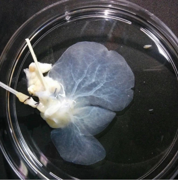 “Kế hoạch của chúng tôi là tăng quy mô sản xuất gan người. Điều này giúp những người muốn ghép tạng không phải chờ một thời gian dài mới tìm được người hiến và nội tạng thích hợp”, Luiz Carlos de Caires-Júnior, tác giả chính của báo cáo nghiên cứu cho biết.