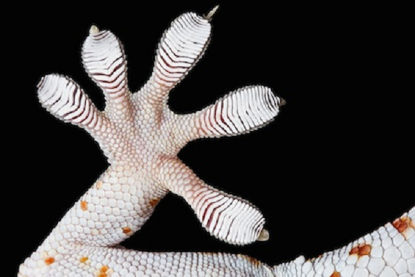 Mỗi bàn chân của tắc kè đều có nhiều lông cứng, mỗi sợi lông lại phân mảnh nhỏ hơn. Trong những sợi lông này sẽ liên kết với phân tử trên các loại bề mặt thông qua hiện tượng điện từ.