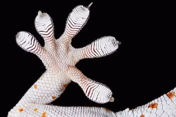 Mỗi bàn chân của tắc kè đều có nhiều lông cứng, mỗi sợi lông lại phân mảnh nhỏ hơn. Trong những sợi lông này sẽ liên kết với phân tử trên các loại bề mặt thông qua hiện tượng điện từ.