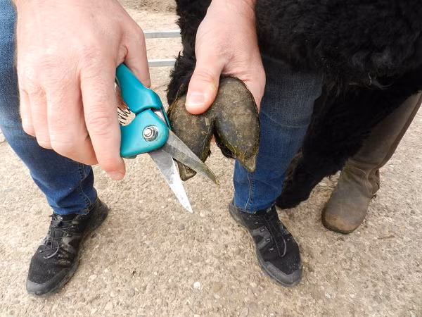 Alpacas được nuôi làm thú cưng hoặc để lấy lông. Lông của chúng mềm mượt, chống cháy và không chứa lanolin. Thông thường, alpacas được xén lông mỗi năm một lần vào mùa xuân, mang lại từ 5 đến 10 pound lông cho mỗi con. Thịt alpaca rất ngon và giàu protein.