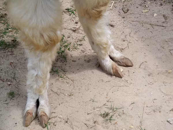 Loài lạc đà này sinh sống ở vùng núi Andes lạnh giá ở Nam Mỹ, chúng sở hữu cặp móng cực nhọn và cứng cáp. Móng của chúng mọc dài ra với tốc độ rất nhanh để rồi bị… mài mòn bởi những rặng núi đá. Quả là sự tính toán tài tình của tự nhiên!