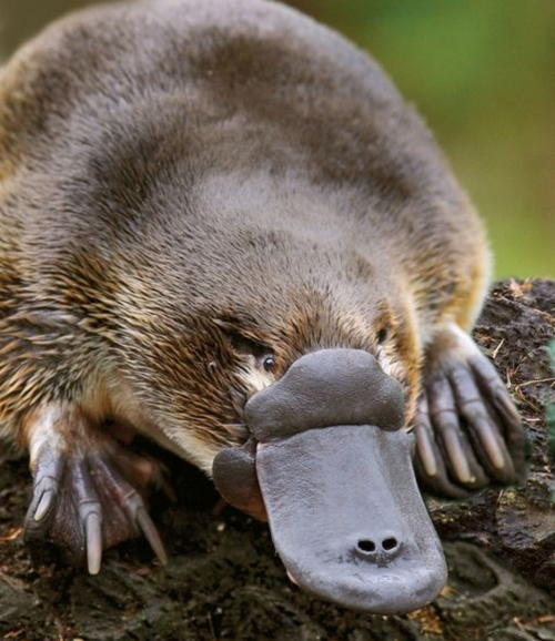 Các nhà khoa học nói rằng, các con đực dùng loại độc này để đánh nhau giành con cái trong mùa sinh sản.