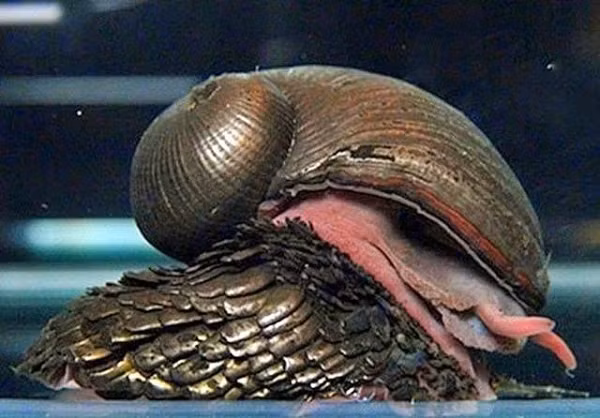 3. Ốc sên chân vảy, ốc sên chân giáp hay ốc sên thủy nhiệt là một loài động vật chân bụng có vỏ trong họ Peltospiridae sinh sống ở vùng đáy Ấn Độ Dương.