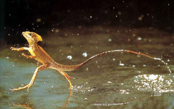5. Thằn lằn Basilisk còn được gọi với cái tên là thằn lằn Chúa Giêsu Kito do khả năng đáng kinh ngạc của mình là có thể… chạy như bay trên mặt nước.
