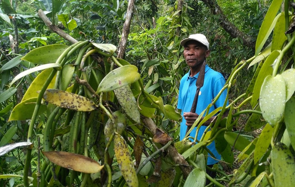 Sau khi được thụ phấn, trái Vani sẽ dần phát triển và chỉ chín sau 10 – 12 tháng. Cũng chính vì đây là một nông sản có giá trị cao nên tình trạng trộm quả Vani xảy ra rất thường xuyên, nhất là vào thời điểm chính vụ.