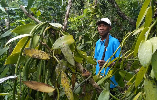 Sau khi được thụ phấn, trái Vani sẽ dần phát triển và chỉ chín sau 10 – 12 tháng. Cũng chính vì đây là một nông sản có giá trị cao nên tình trạng trộm quả Vani xảy ra rất thường xuyên, nhất là vào thời điểm chính vụ.