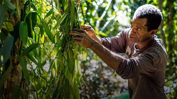 Không chỉ thế cả công đoạn thu hoạch và phân loại cũng tốn rất nhiều công sức, thời gian và cả nhân công. Công việc này đòi hỏi người thợ phải có kinh nghiệm và tỉ mỉ để không gây hư hại cho hoa.