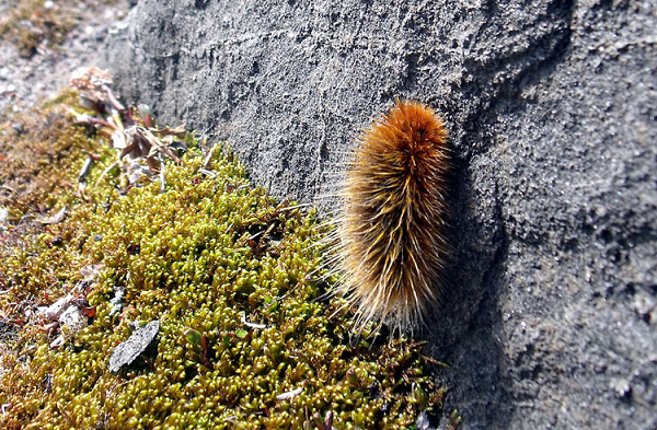 Bướm đêm sâu róm Bắc cực sống sót qua cái lạnh bằng cách chơi trò chờ đợi. Tim của chúng ngưng đập, việc hô hấp tạm dừng và cơ thể sâu bướm tạo ra các chất chống đông tự nhiên giống như glycerol để bảo vệ các tế bào của chúng trước các tinh thể băng.