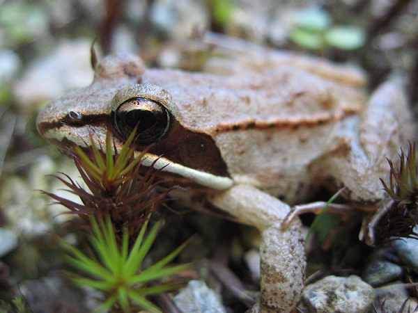 Ếch rừng có cơ thể chống lại sự tấn công của cái lạnh bằng cách sản sinh ra các chất chống đông lạnh ngập cơ thể, giữ cho chúng khỏi bị đóng băng. Ếch rừng chôn mình dưới một lớp lá cây và thường cả một lớp tuyết. Chúng có thể sống sót lâu tới 2 tuần với hơn 60% cơ thể đóng băng.