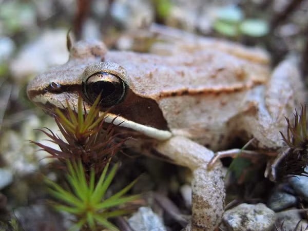 Ếch rừng có cơ thể chống lại sự tấn công của cái lạnh bằng cách sản sinh ra các chất chống đông lạnh ngập cơ thể, giữ cho chúng khỏi bị đóng băng. Ếch rừng chôn mình dưới một lớp lá cây và thường cả một lớp tuyết. Chúng có thể sống sót lâu tới 2 tuần với hơn 60% cơ thể đóng băng.