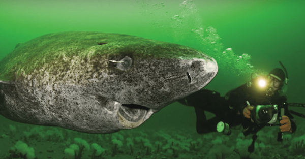 Cá mập khổng lồ Greenland sống ở vùng nước sâu trong khu vực Bắc Đại Tây Dương và Bắc Cực. Những con cá mập khổng lồ này không chỉ sống sót trong làn nước lạnh căm, mà còn có tuổi thọ dài nhất so với bất cứ loài có xương sống nào trên hành tinh – trung bình từ 300 đến 500 năm tuổi.