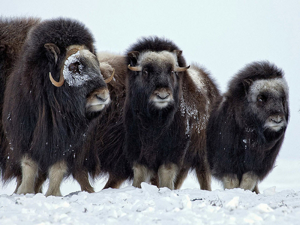 Bò xạ hương sống ở Bắc Cực từ rất lâu, từ thời kỳ băng hà cách đây khoảng 200.000 năm. Với bộ lông dày hai lớp, lớp đầu tiên là bộ lông dày màu xám đen bên ngoài, và lớp lông lót ở phía bên trong giúp chúng có khả năng chịu lạnh rất tốt tới mức nhiệt độ xuống tới âm 40 độ.