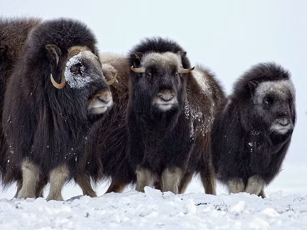 Bò xạ hương sống ở Bắc Cực từ rất lâu, từ thời kỳ băng hà cách đây khoảng 200.000 năm. Với bộ lông dày hai lớp, lớp đầu tiên là bộ lông dày màu xám đen bên ngoài, và lớp lông lót ở phía bên trong giúp chúng có khả năng chịu lạnh rất tốt tới mức nhiệt độ xuống tới âm 40 độ.