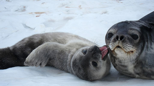 Nước biển Nam Cực thực ra ấm hơn so với không khí trên bề mặt (vốn có thể giảm xuống -70 độ C), vì vậy đặc biệt trong những trận bão mùa đông dữ dội, hải cẩu sẽ giữ ấm bằng cách lặn xuống biển.