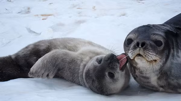 Nước biển Nam Cực thực ra ấm hơn so với không khí trên bề mặt (vốn có thể giảm xuống -70 độ C), vì vậy đặc biệt trong những trận bão mùa đông dữ dội, hải cẩu sẽ giữ ấm bằng cách lặn xuống biển.