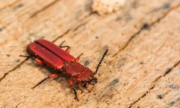  Bọ cánh cứng dẹt vỏ cây đỏ có khu vực sinh sống từ North Carolina đến vùng Cực Bắc. Chúng sống bên dưới lớp vỏ cây và cơ thể được cấu tạo có chủ đích để sinh tồn trong điều kiện khắc nghiệt nhất giữa mùa đông.