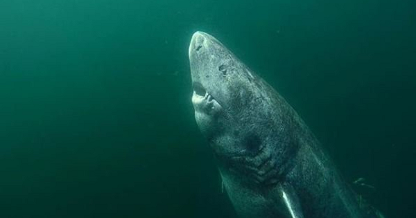 Cá mập khổng lồ Greenland có nhịp trao đổi chất cực kỳ chậm giúp kiểm soát nhiệt độ và kéo dài tuổi thọ, và chúng cũng có thể là loài cá mập lớn nhất, có thể đạt tới 6,4m chiều dài và nặng khoảng 1.000kg. Bởi thế nên loài cá mập này cũng rất chậm chạp, thường chỉ săn những con mồi đã đi ngủ.