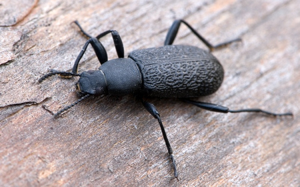 Bọ Upis có thể sống sót khi bị đông đá ở nhiệt độ -76 độ C. Chúng tống hết nước ra khỏi các tế bào của mình, ngăn chặn sự nứt vỡ tế bào nguy hiểm do các tinh thể đá phình rộng gây ra.