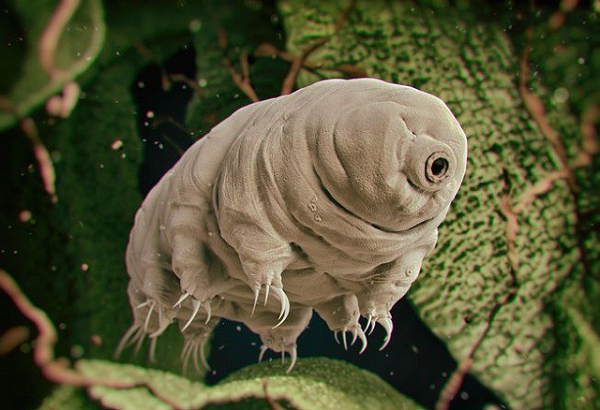 Gấu nước (Tardigrade) có thể gần như sống sót ở nhiệt độ khi các nguyên tử vật chất ngưng chuyển động. Chúng có thể chống chịu được nhiệt độ -273° C trong phòng thí nghiệm.