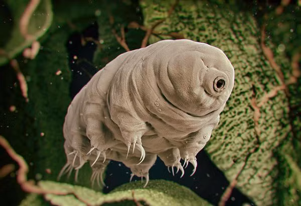 Gấu nước (Tardigrade) có thể gần như sống sót ở nhiệt độ khi các nguyên tử vật chất ngưng chuyển động. Chúng có thể chống chịu được nhiệt độ -273° C trong phòng thí nghiệm.