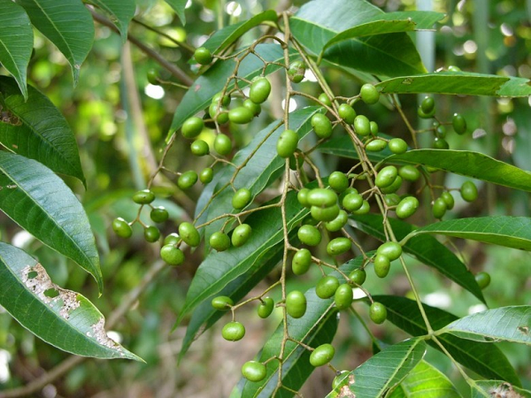 Cây sơn được trồng rất phổ biến, trong cây có chất gây dị ứng mạnh đối với da. Những người có cơ địa dị ứng chỉ đi ngang qua cây hay ngửi thấy đã bị lở nặng, bỏng rát, khó chịu.