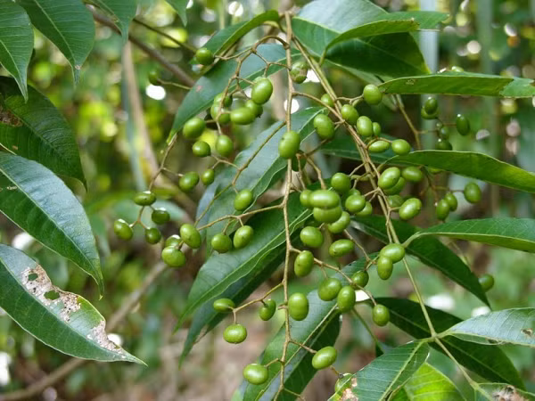 Cây sơn được trồng rất phổ biến, trong cây có chất gây dị ứng mạnh đối với da. Những người có cơ địa dị ứng chỉ đi ngang qua cây hay ngửi thấy đã bị lở nặng, bỏng rát, khó chịu.