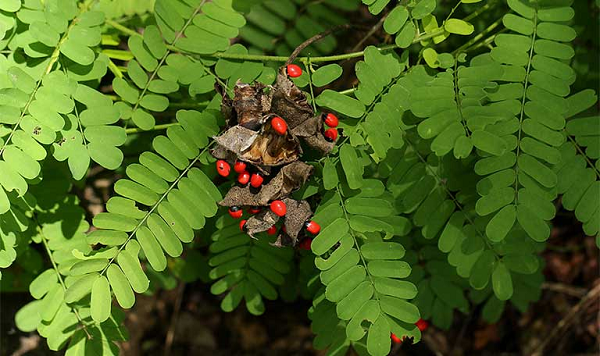 Cây cam thảo dây chứa độc tính cao nhưng khó gây tổn thương cho cơ thể người do lớp vỏ cứng và khó bị phá vỡ. Người ta dùng hạt làm đồ trang sức. Một số trường hợp tử vong do bị đâm vào tay trong khi khoan lỗ trên hạt để xỏ dây.