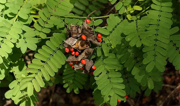 Cây cam thảo dây chứa độc tính cao nhưng khó gây tổn thương cho cơ thể người do lớp vỏ cứng và khó bị phá vỡ. Người ta dùng hạt làm đồ trang sức. Một số trường hợp tử vong do bị đâm vào tay trong khi khoan lỗ trên hạt để xỏ dây.