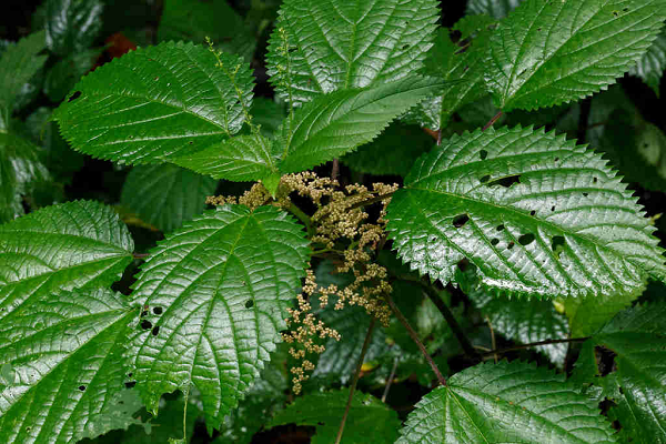 Cây lá han chứa chất làm ngứa rất mạnh, gây lở loét và buốt thấu da thịt. Với những người da mỏng, nếu đụng phải loại han voi còn có thể gây dị ứng tới mức tử vong.