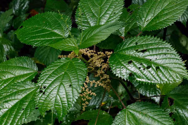 Cây lá han chứa chất làm ngứa rất mạnh, gây lở loét và buốt thấu da thịt. Với những người da mỏng, nếu đụng phải loại han voi còn có thể gây dị ứng tới mức tử vong.