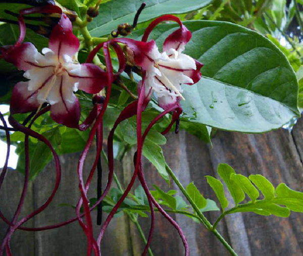 Cây sừng trâu có độc tính thuộc loại mạnh. Cả lá, rễ, hạt và nhựa đều độc. Khi ngộ độc, người bồn chồn vật vã, nôn kéo dài gây hội chứng mất nước và rối loạn điện giải, hoa mắt chóng mặt, nhức đầu, ù tai thở khó, mắt mờ dần và nhịp tim rối loạn, lúc nhanh lúc chậm, triệu chứng rầm rộ. Nếu không cấp cứu kịp thời có thể tử vong trong vòng 48 giờ.