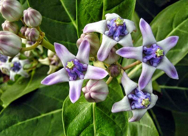 Cây bồng bồng mọc rất nhiều ven đường các tỉnh miền Trung. Nhựa của nó với liều thấp sẽ gây nôn, liều cao gây độc mạnh như nhức đầu, chóng mặt, sốt, nổi ban khắp người, yếu sức sẽ bị ép tim, ngủ lịm, khó thở.