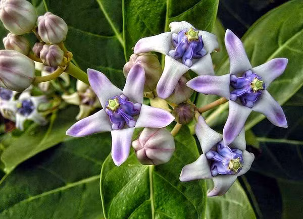 Cây bồng bồng mọc rất nhiều ven đường các tỉnh miền Trung. Nhựa của nó với liều thấp sẽ gây nôn, liều cao gây độc mạnh như nhức đầu, chóng mặt, sốt, nổi ban khắp người, yếu sức sẽ bị ép tim, ngủ lịm, khó thở.