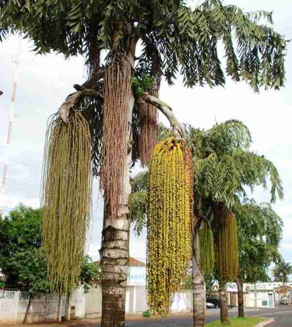 Cây đủng đỉnh được trồng nhiều trên phố, tuy nhiên quả của loài cây này gây ngứa vô cùng nếu như bạn lỡ tay hái xuống.