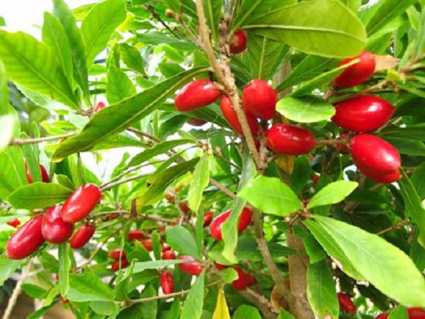 Quả cây thần kỳ có màu đỏ tươi khi chín, to bằng ngón tay út, khi ăn vào khiến tất các các vị nếm sau đó trở nên ngọt lịm. Nguyên nhân là do trái thần kỳ chứa một glycoprotein có tên gọi miraculin.