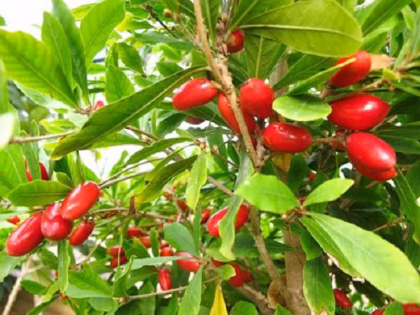 Quả cây thần kỳ có màu đỏ tươi khi chín, to bằng ngón tay út, khi ăn vào khiến tất các các vị nếm sau đó trở nên ngọt lịm. Nguyên nhân là do trái thần kỳ chứa một glycoprotein có tên gọi miraculin.