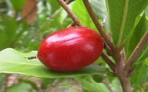 Miraculin được xem là một tác nhân khiến gai lưỡi thay đổi cảm thụ khi tiếp xúc với các axit, nguyên nhân khiến các thực phẩm vốn có vị đắng, chua tạm thời trở nên ngọt ngào hơn.